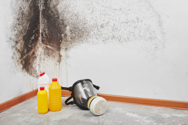 Best Black Mold Removal  in Oakdale, LA