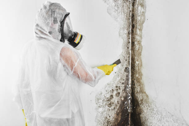 Best Affordable Mold Removal  in Oakdale, LA
