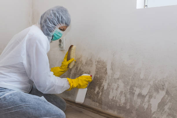 Attic Mold Removal in Oakdale, LA
